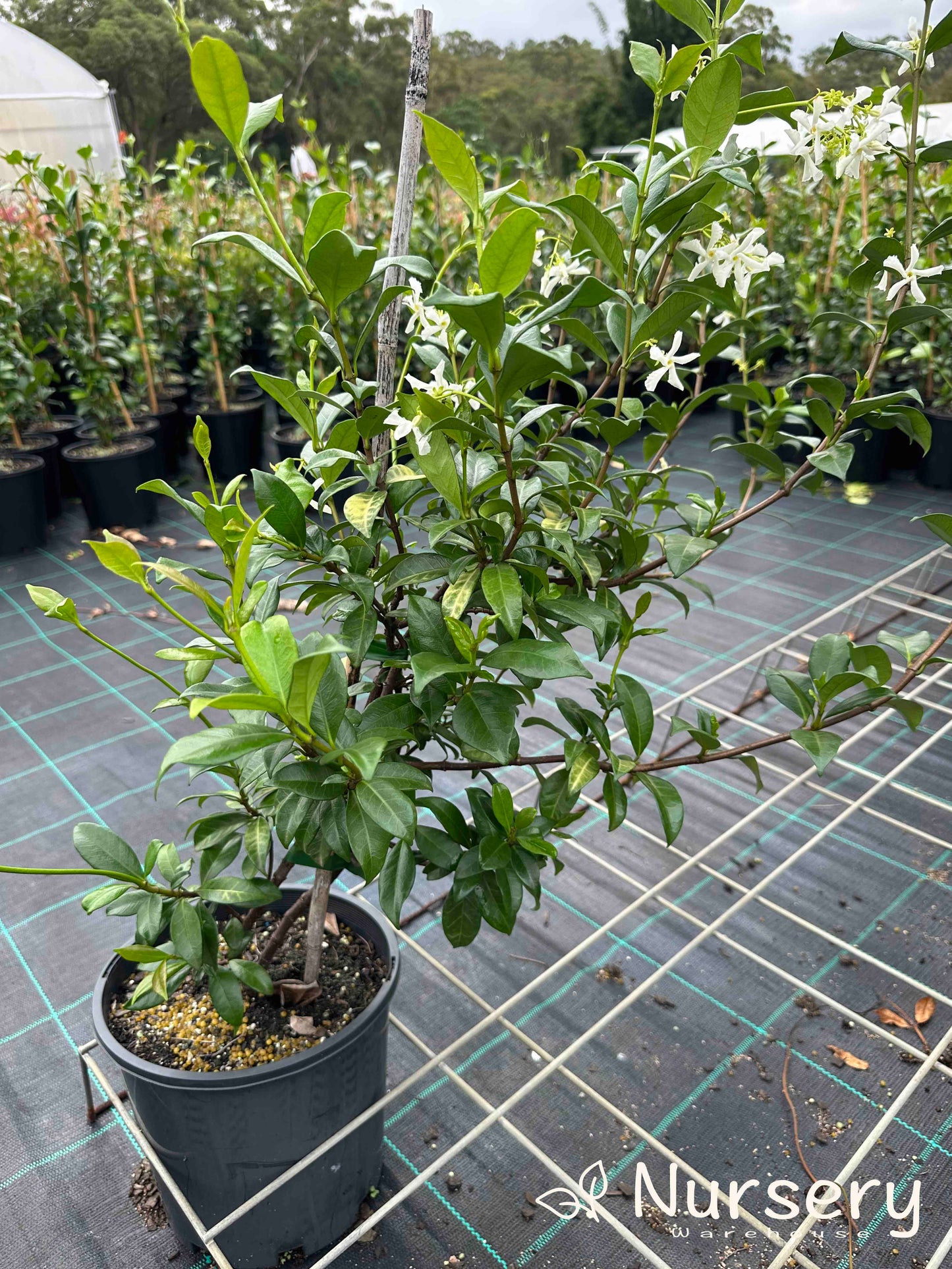 Trachelospermum Jasminoides (Star Jasmine)