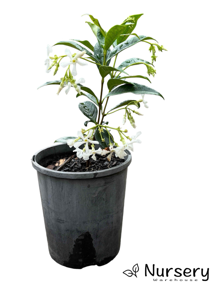 Scented star Jasmine plant EVERGREEN winter hardy white flowering 25L 250-300cm(8-10ft)