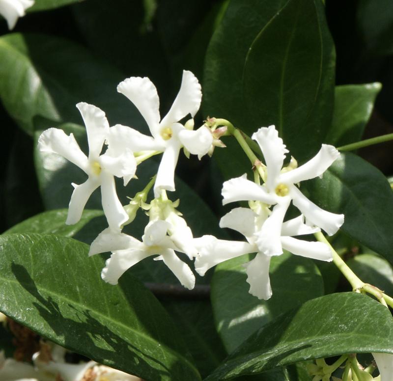 "Close-up of Trachelospermum Jasminoides (Star Jasmine) with star-shaped white flowers in bloom."