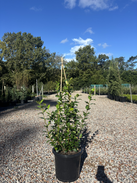 Trachelospermum Jasminoides (Star Jasmine)