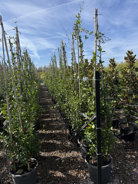 Trachelospermum Jasminoides (Star Jasmine Tripods)