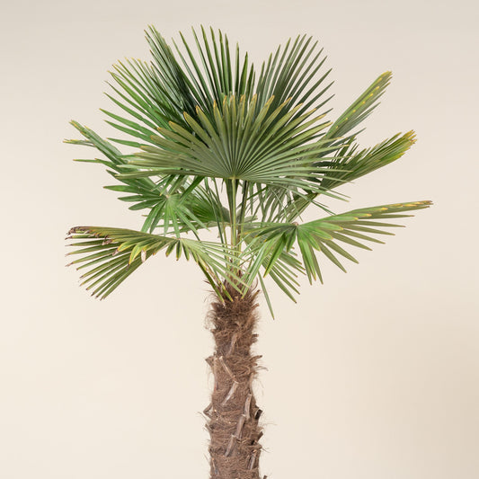 Trachycarpus Fortunei (Windmill Palm / Chusan Palm)