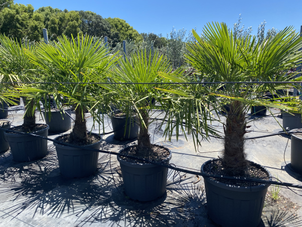 Trachycarpus Fortunei (Windmill Palm / Chusan Palm)