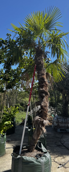 Trachycarpus Fortunei (Windmill Palm / Chusan Palm)