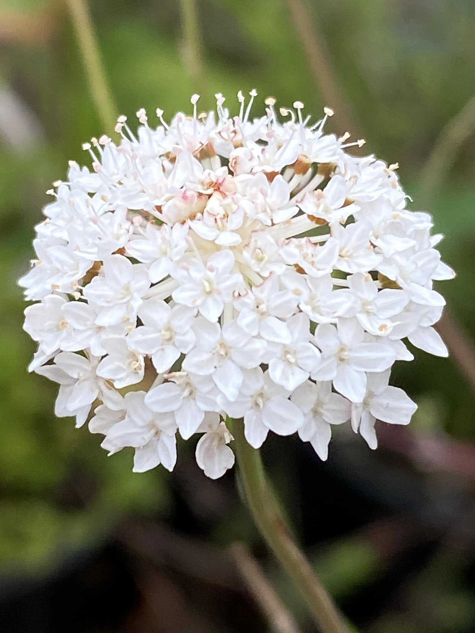 Trachymene Incisa (Native Wild Parsnip)