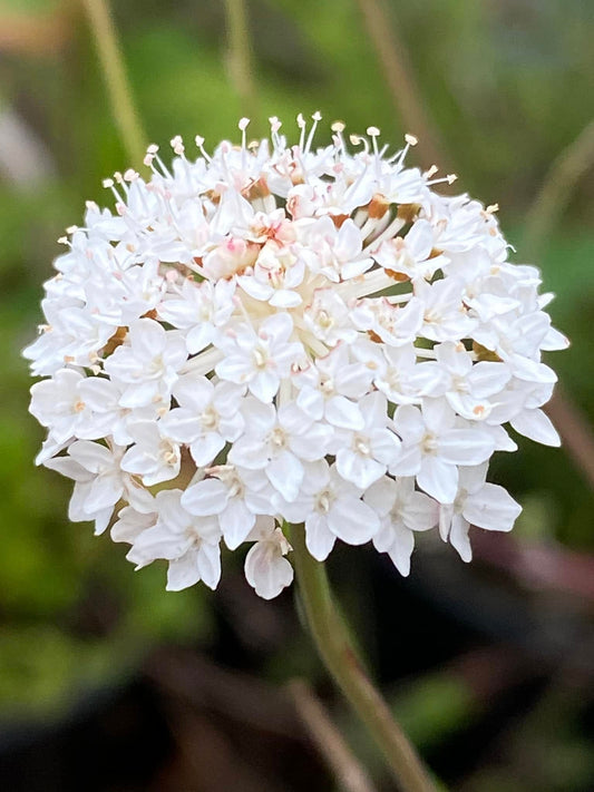 Trachymene Incisa (Native Wild Parsnip)
