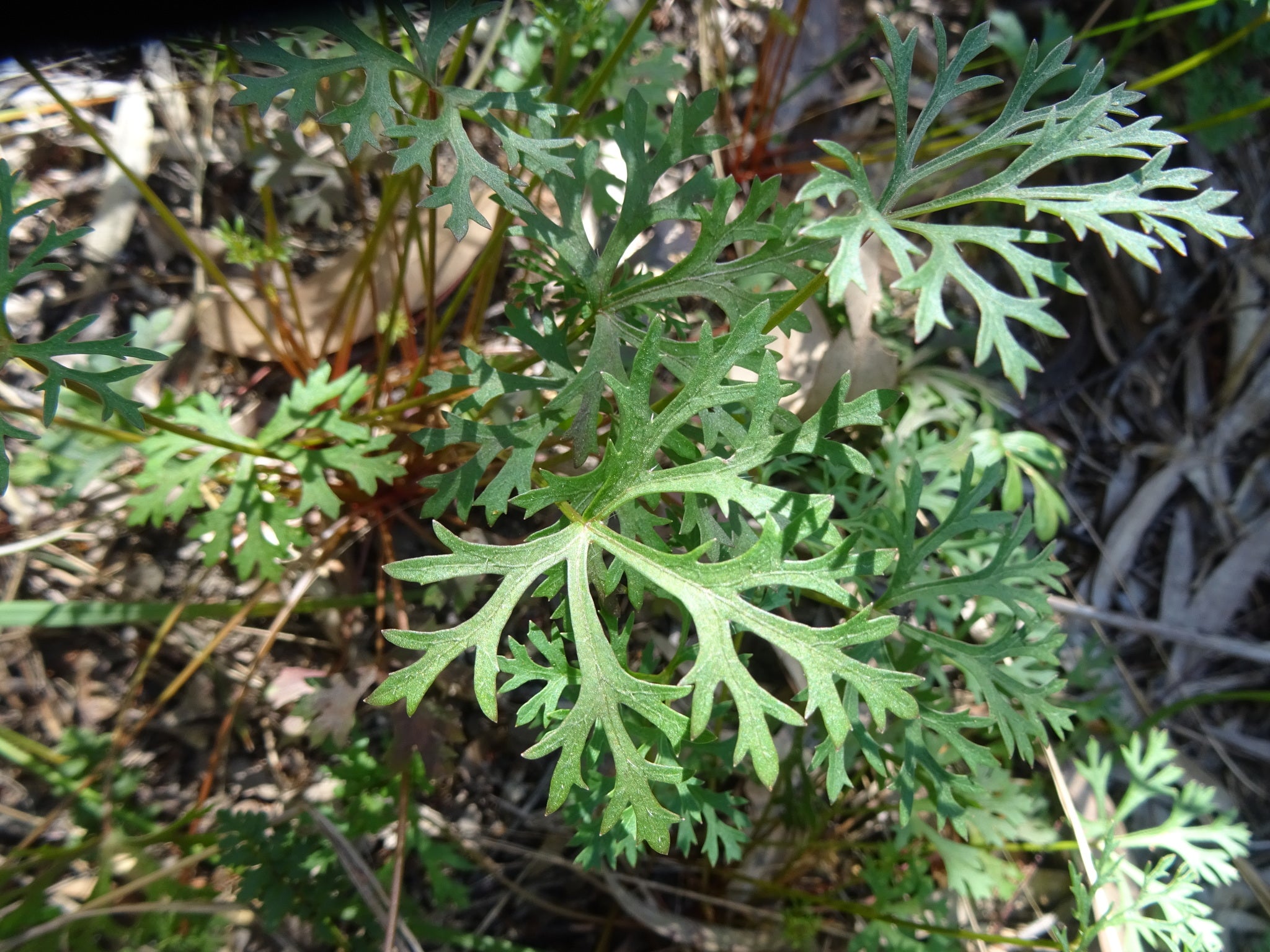 Trachymene Incisa (Native Wild Parsnip)