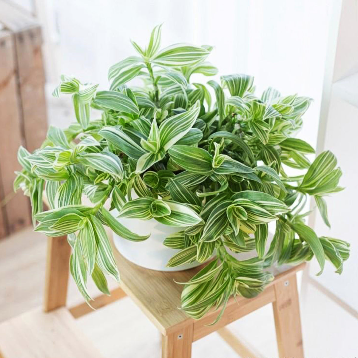 Tradescantia Fluminensis 'Quicksilver' (Variegated Wandering Jew)