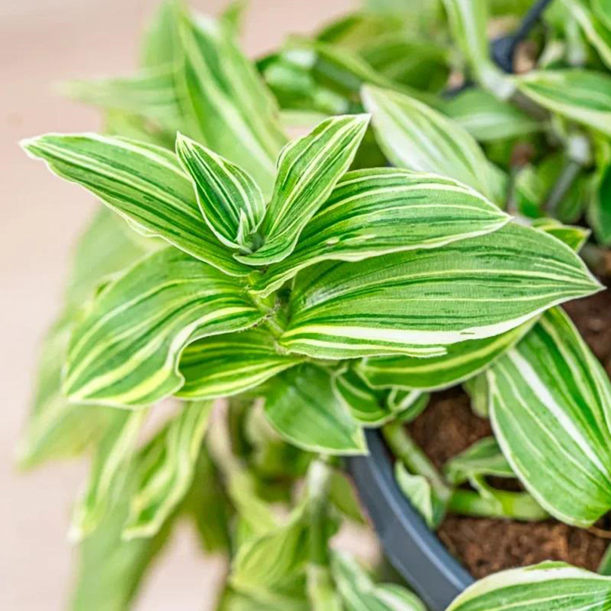Tradescantia Fluminensis 'Quicksilver' (Variegated Wandering Jew)