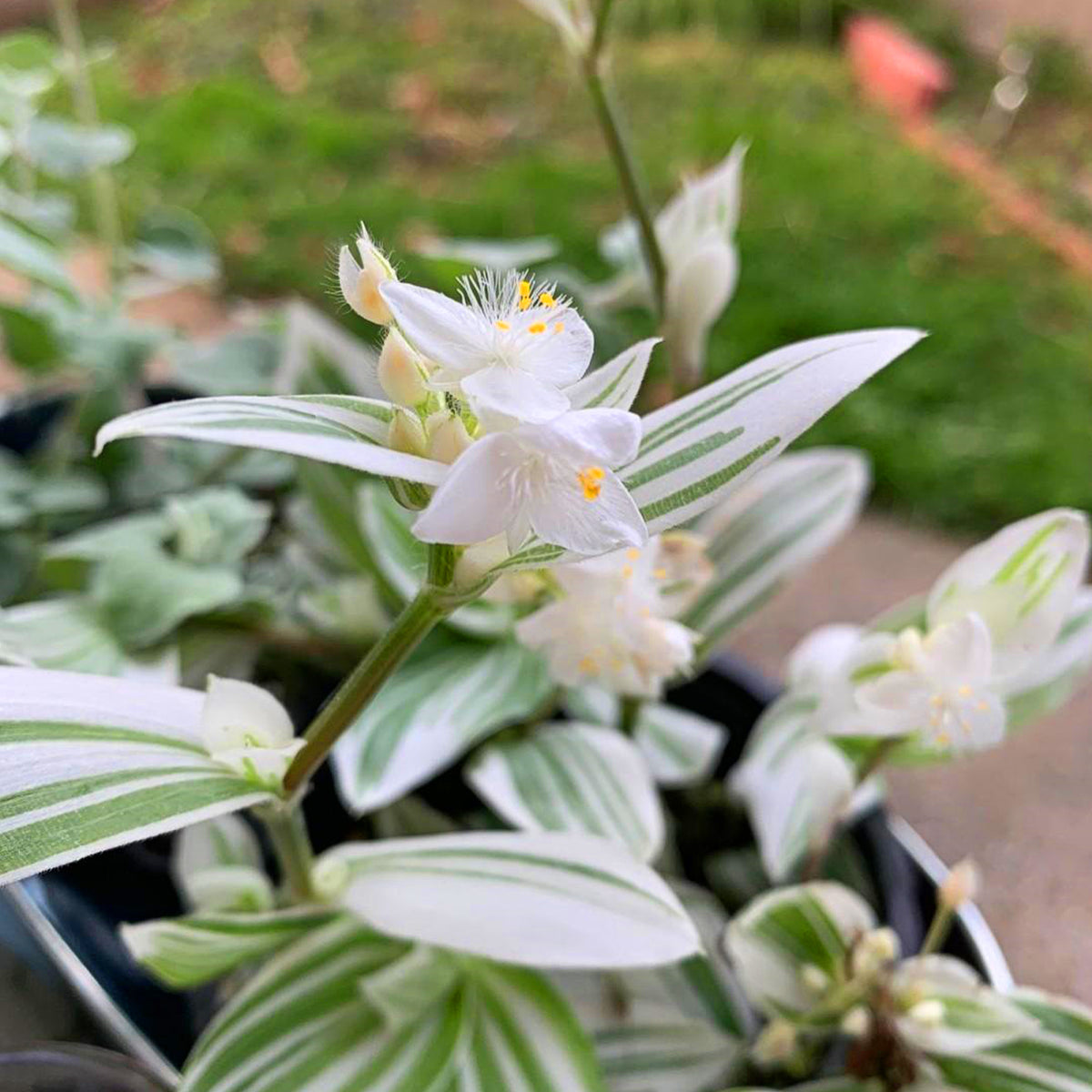 Tradescantia Fluminensis 'Quicksilver' (Variegated Wandering Jew)