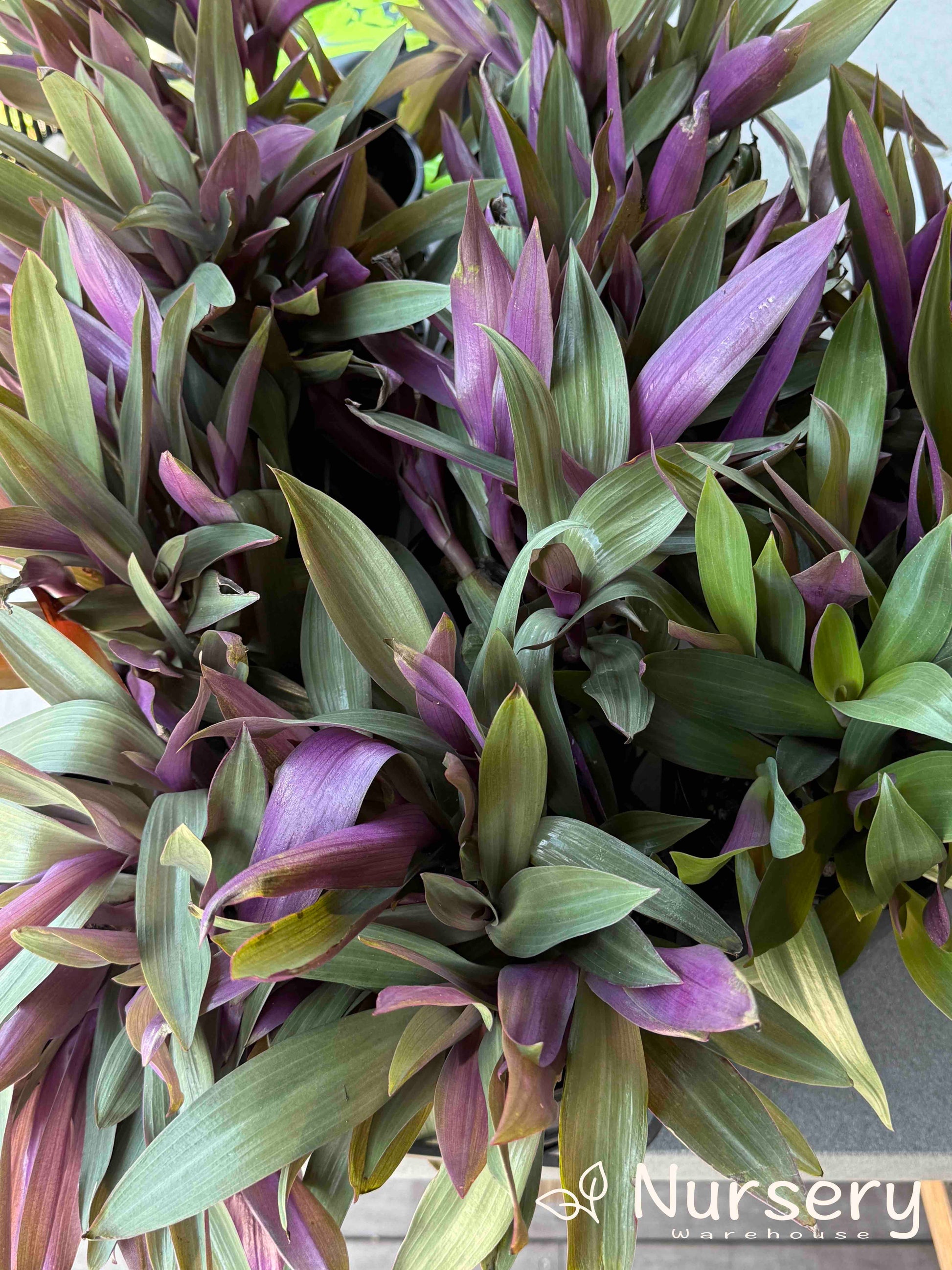 indoor moses plant Moses In The Cradle – Vibrant Foliage Plant