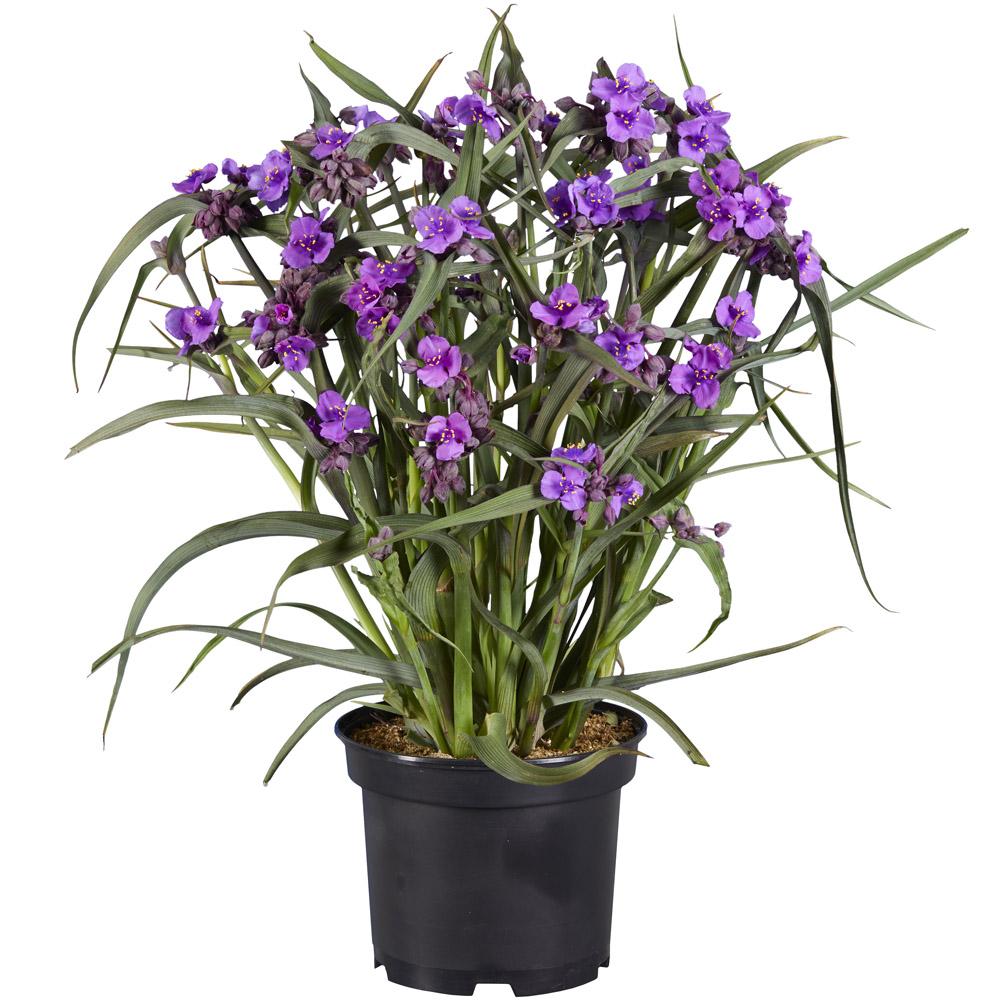 Tradescantia Brainstorm (Spiderwort)