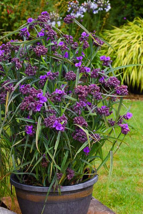 Tradescantia Brainstorm (Spiderwort)