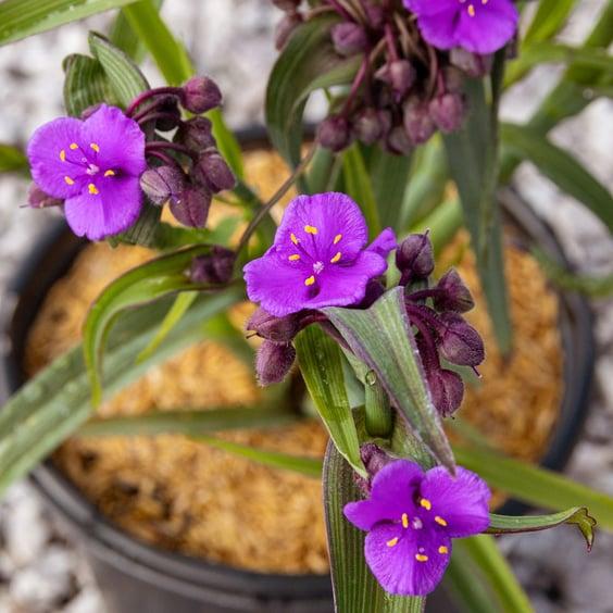 Tradescantia Brainstorm (Spiderwort)