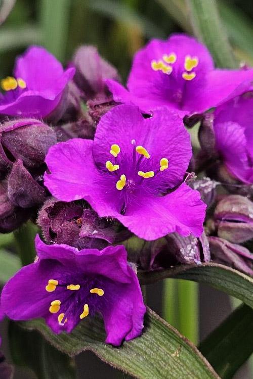 Tradescantia Brainstorm (Spiderwort)