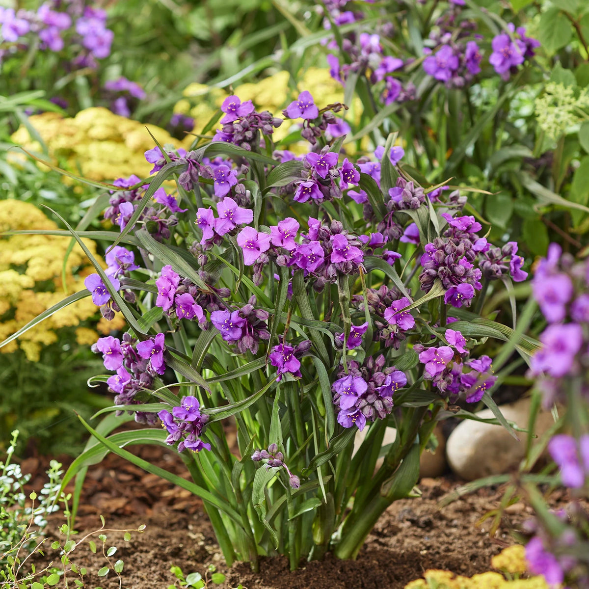 Tradescantia Andersoniana 'JS Brainstorm' (Spiderwort)