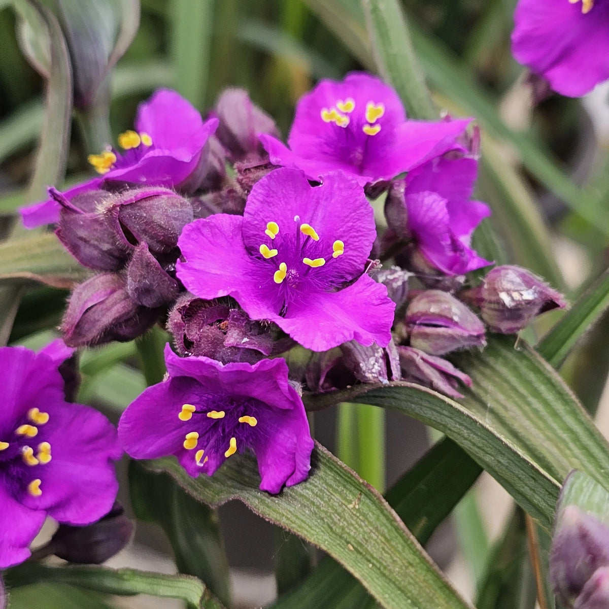 Tradescantia Andersoniana 'JS Brainstorm' (Spiderwort)