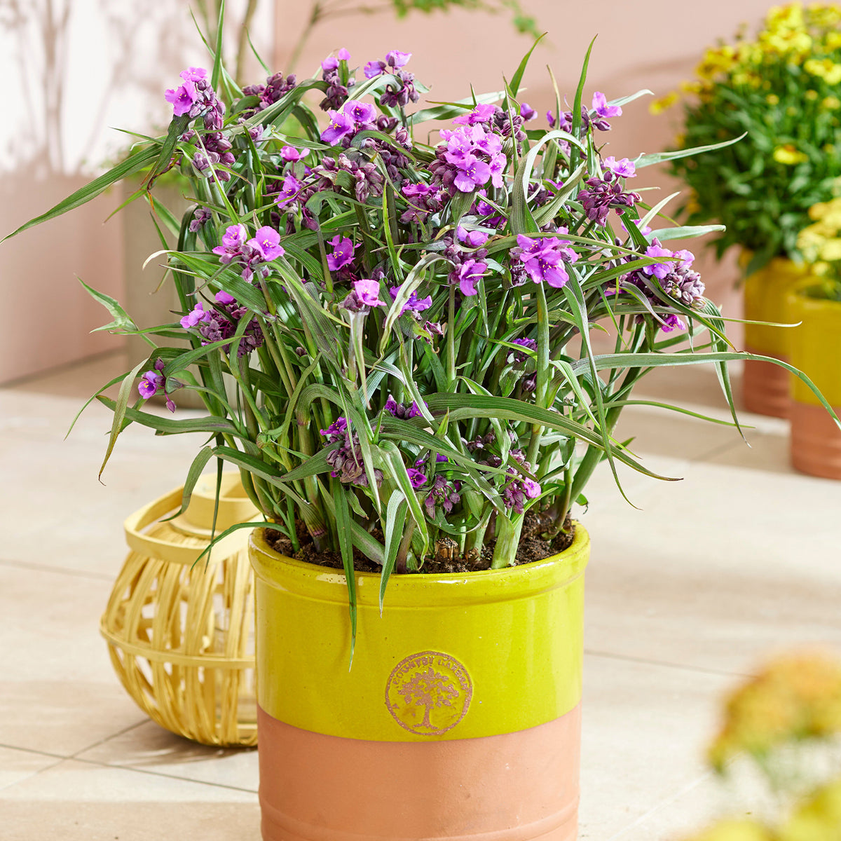 Tradescantia Andersoniana 'JS Brainstorm' (Spiderwort)