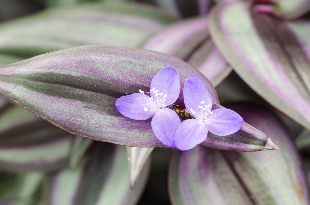 Tradescantia zebrina (Silver Inch Plant)