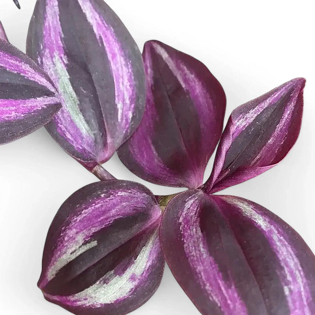 Tradescantia zebrina (Silver Inch Plant)