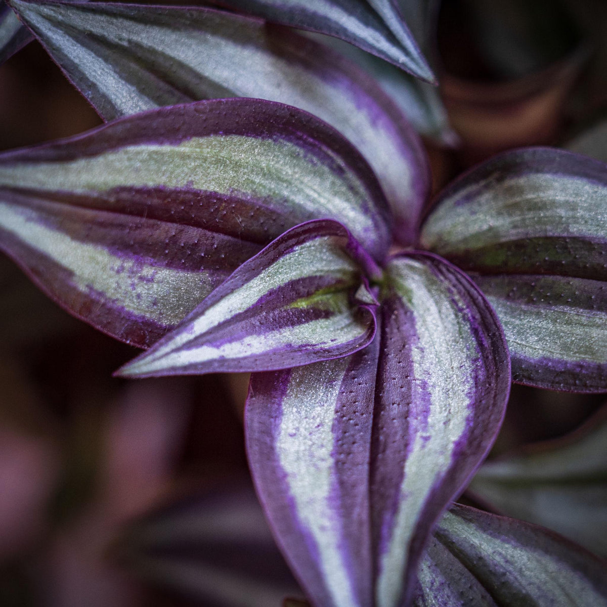 Tradescantia zebrina (Silver Inch Plant)