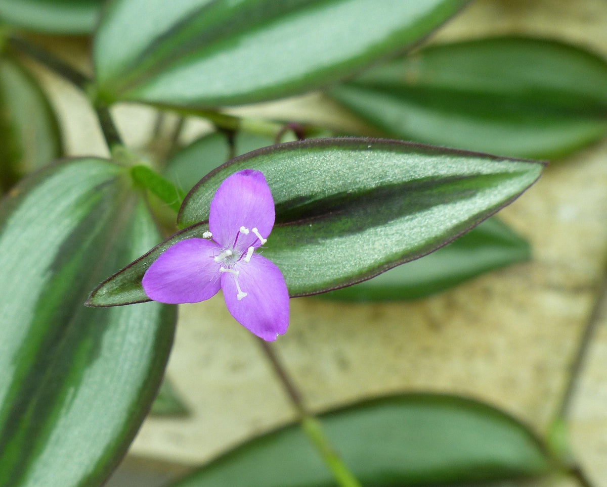 Tradescantia zebrina (Silver Inch Plant)