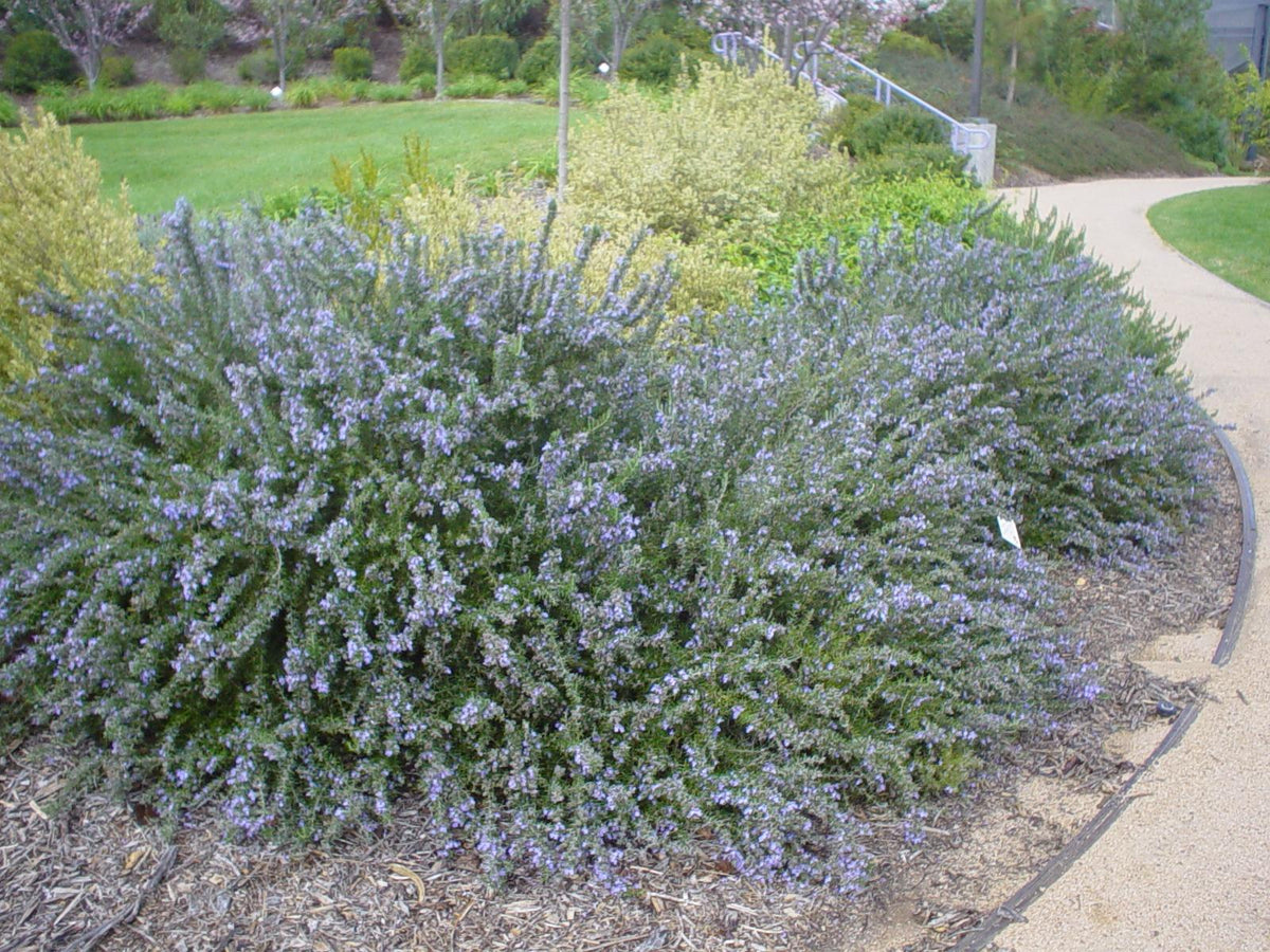 Salvia rosmarinus ‘Trailing’ (Trailing Rosemary)