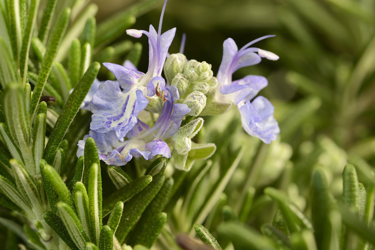 Salvia rosmarinus ‘Trailing’ (Trailing Rosemary)