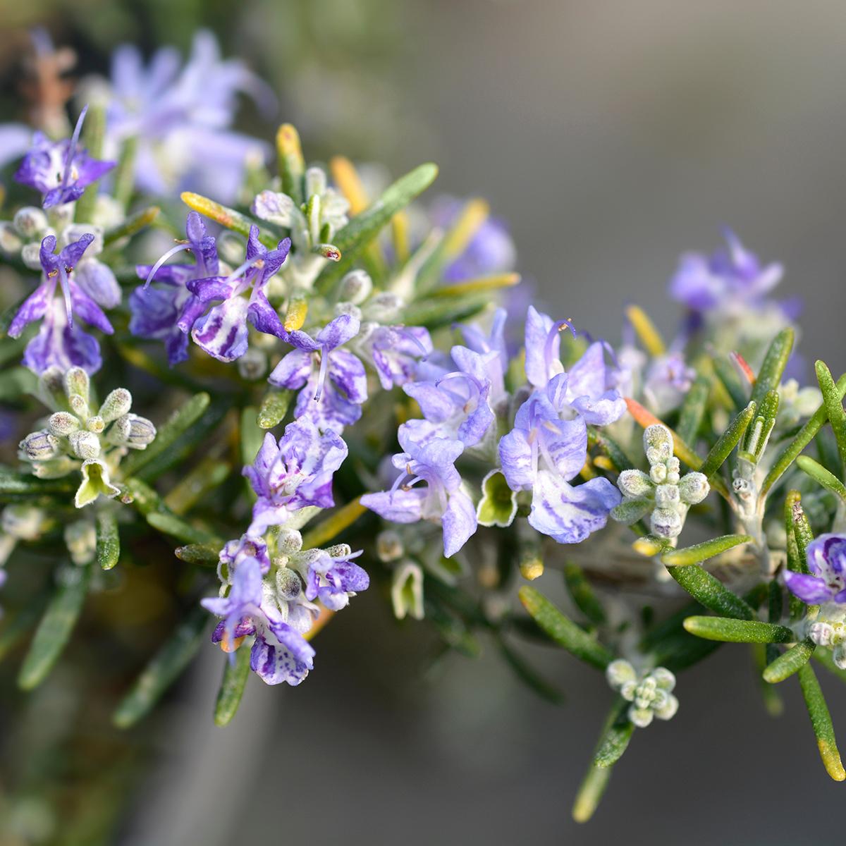 Salvia rosmarinus ‘Trailing’ (Trailing Rosemary)
