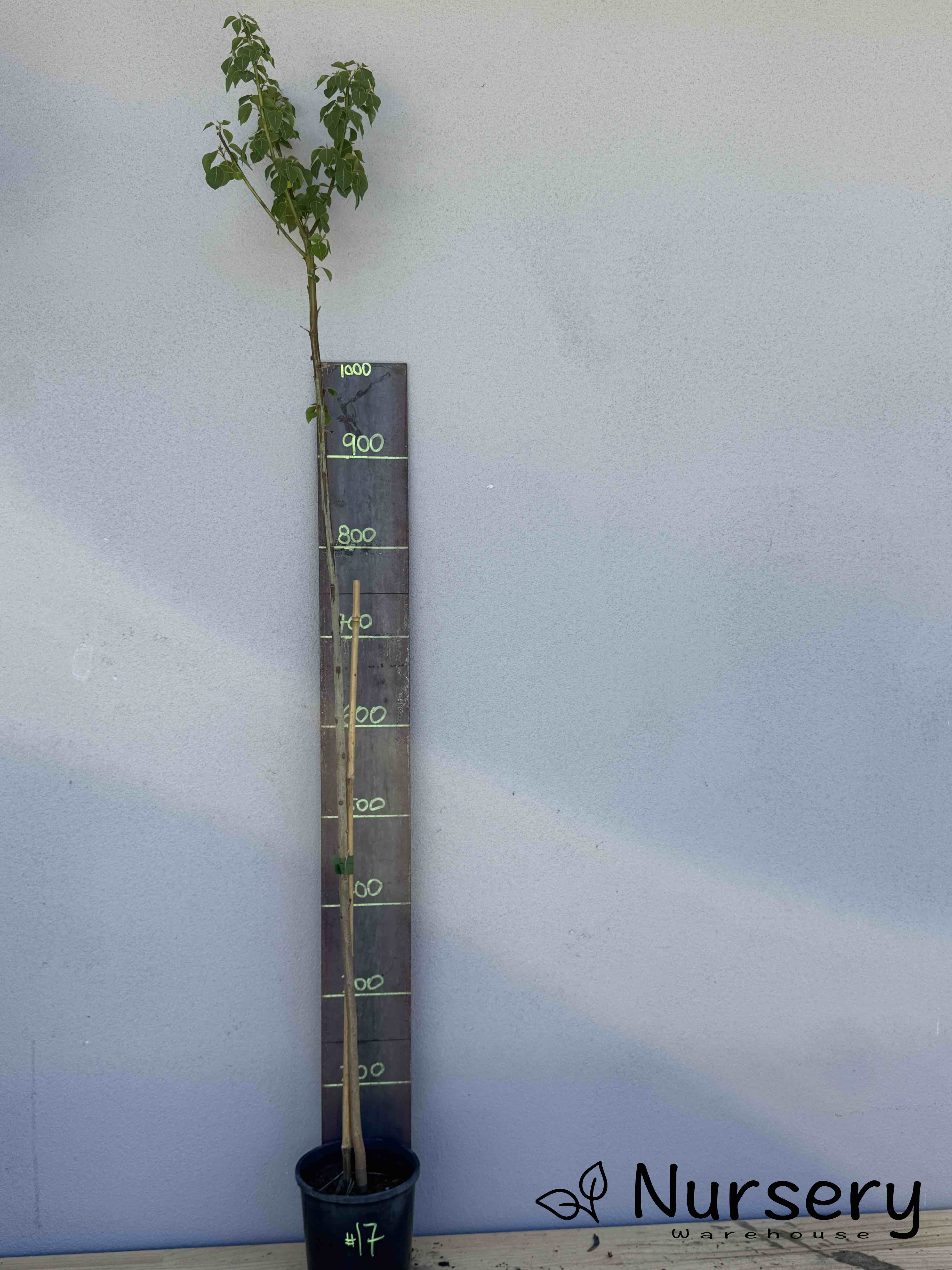 Triadica Sebifera (Chinese Tallow Tree) (#017)