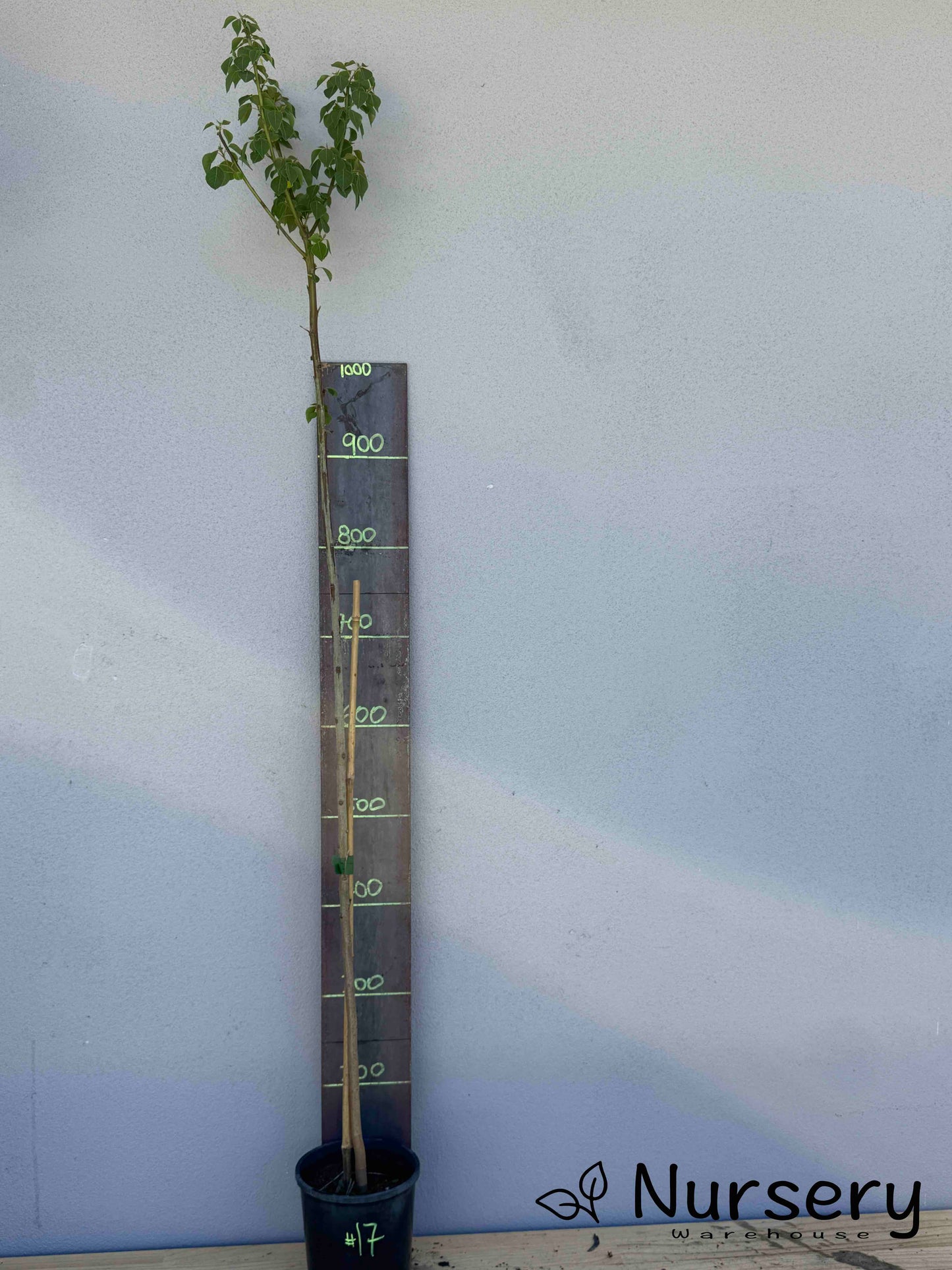 Triadica Sebifera (Chinese Tallow Tree) (#017)