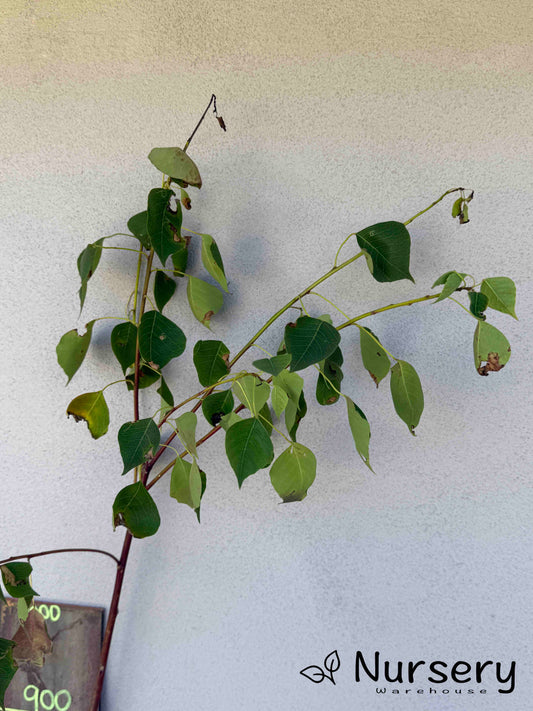 Triadica Sebifera (Chinese Tallow Tree) (#019)