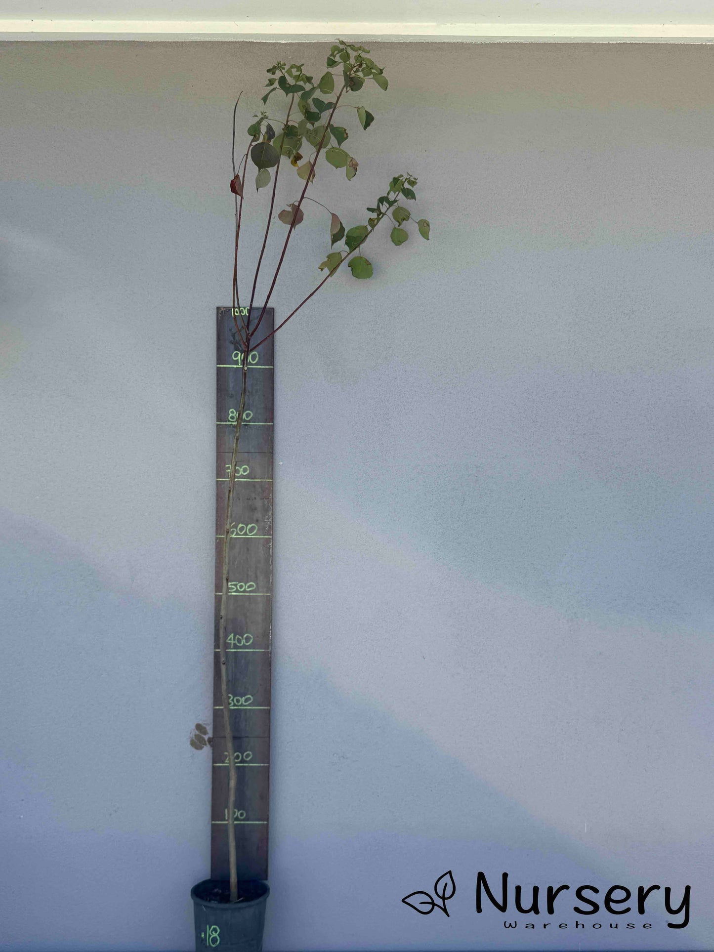 Triadica Sebifera (Chinese Tallow Tree) (#018)