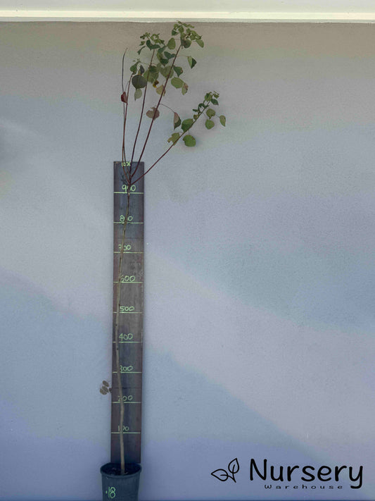 Triadica Sebifera (Chinese Tallow Tree) (#018)