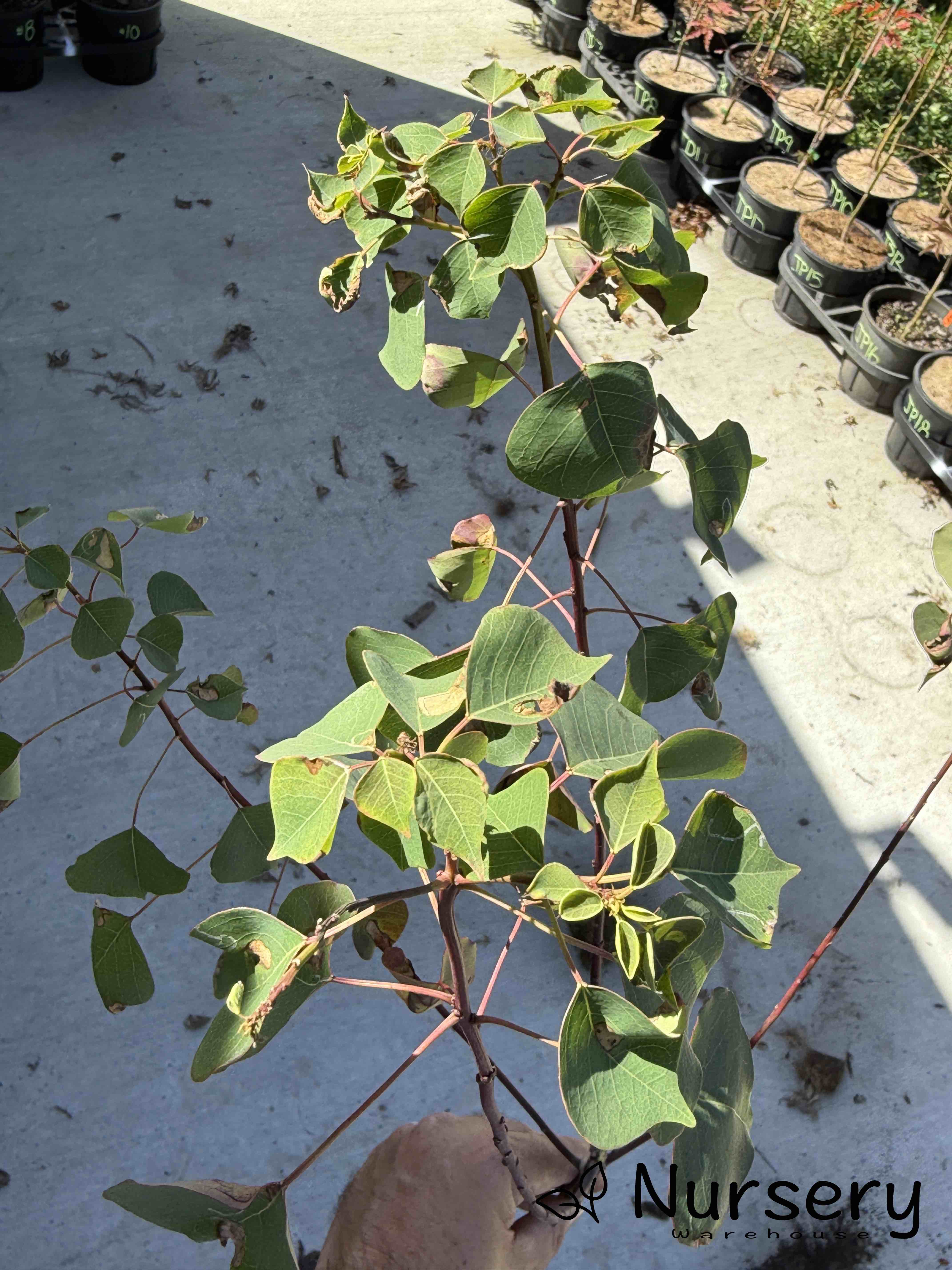 Triadica Sebifera (Chinese Tallow Tree) (#018)