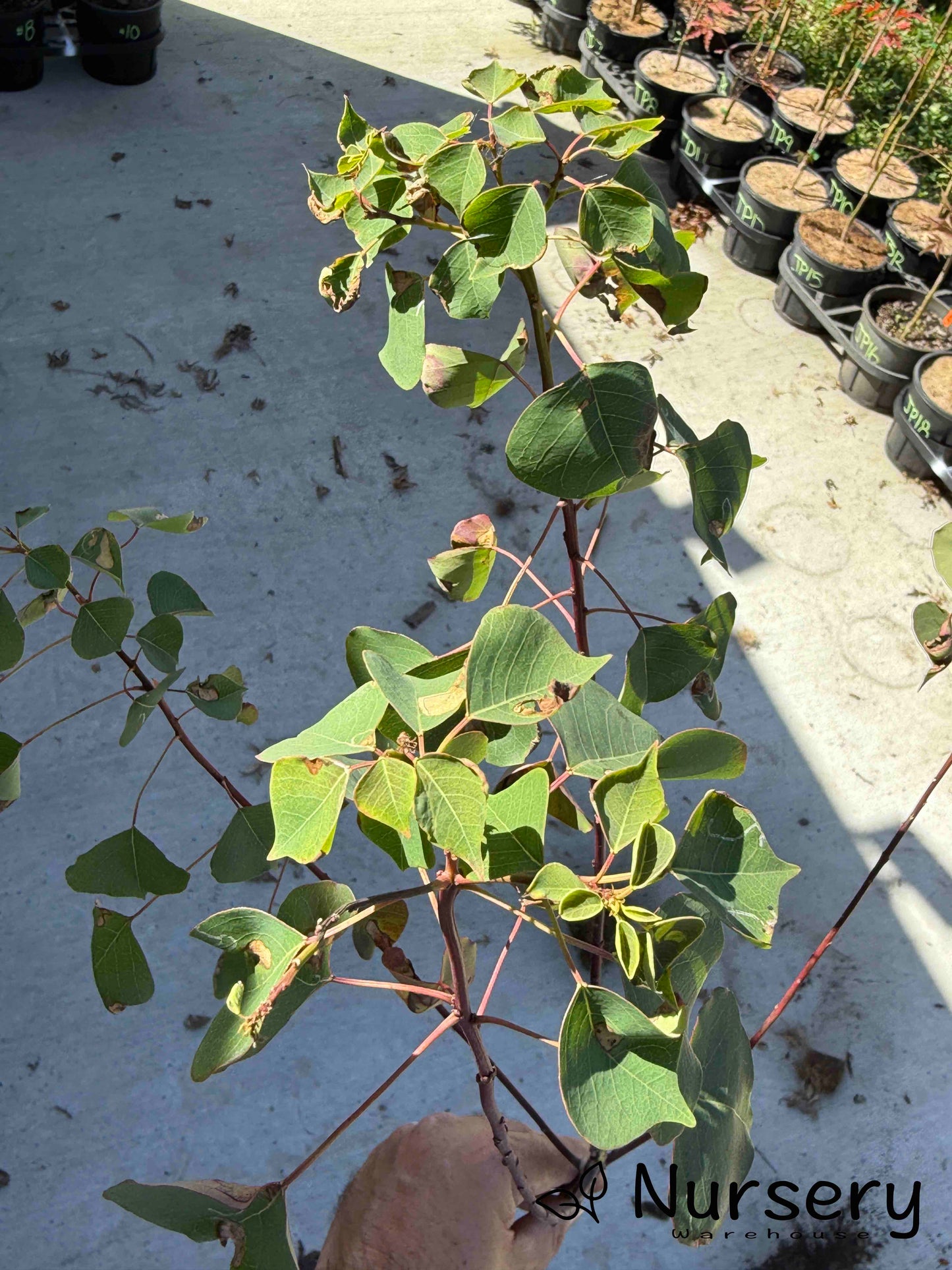 Triadica Sebifera (Chinese Tallow Tree) (#018)