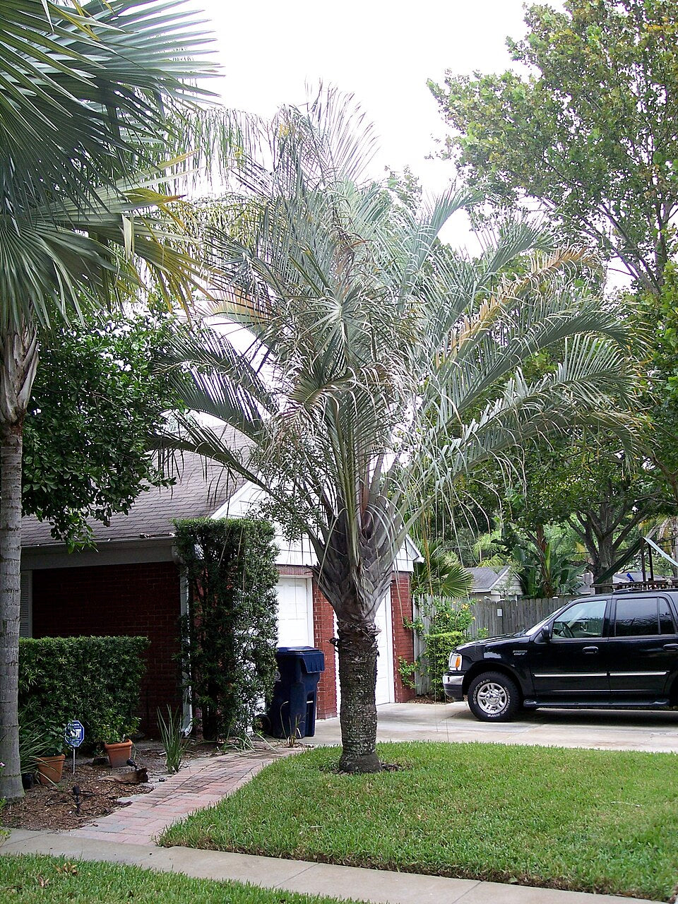 Chrysalidocarpus decaryi (syn. Dypsis decaryi) – Triangle Palm