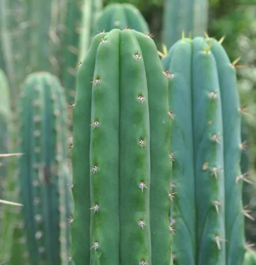 Trichocereus pachanoi (San Pedro Cactus)