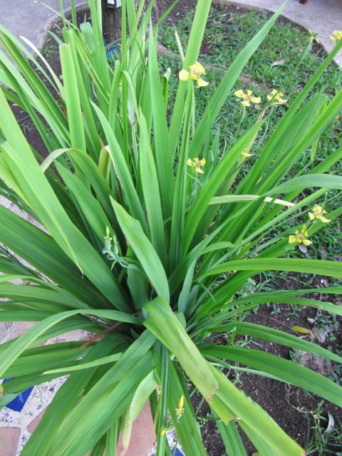 Trimezia longifolia (Yellow Walking Iris)