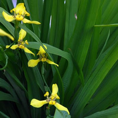 Trimezia longifolia (Yellow Walking Iris)
