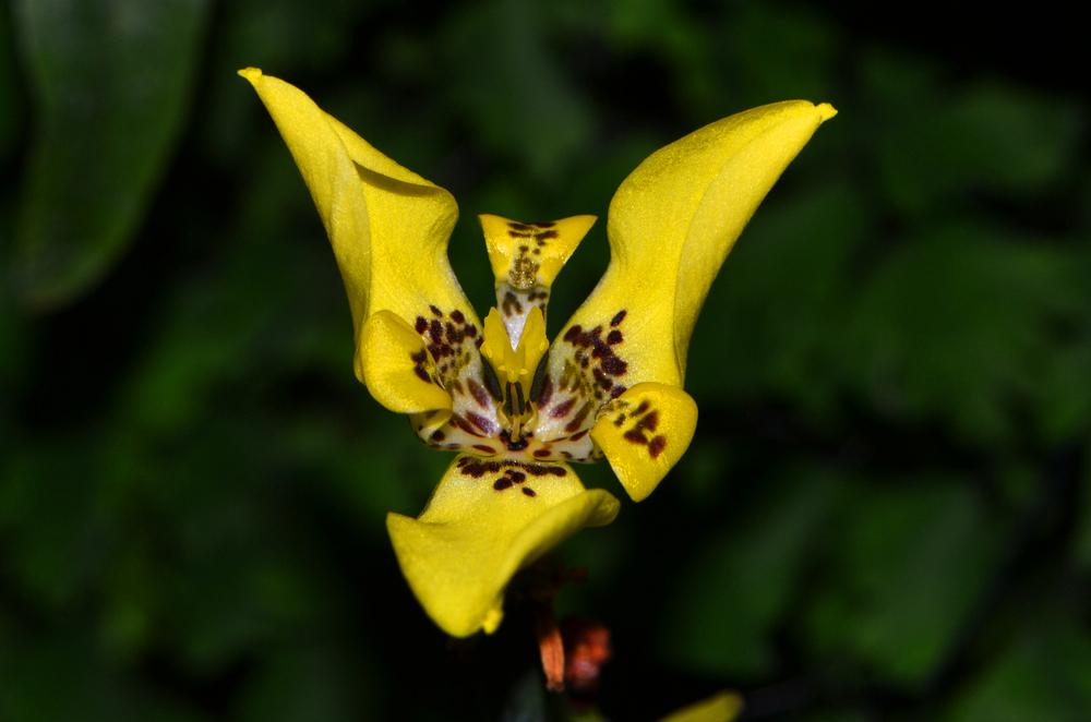 Trimezia longifolia (Yellow Walking Iris)