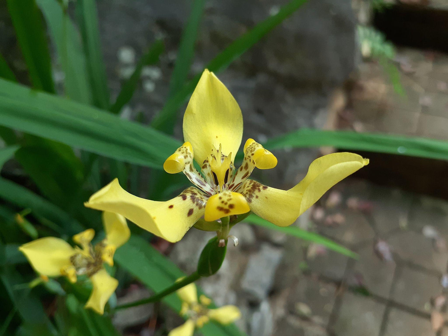 Trimezia longifolia (Yellow Walking Iris)