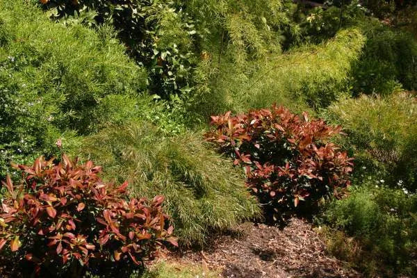 Tristaniopsis laurina 'Dwarf Burgundy Blush' (Dwarf Burgundy Blush Water Gum)
