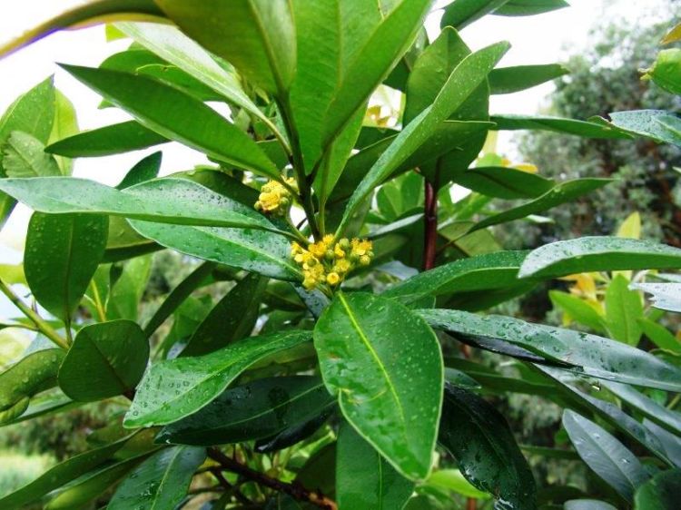 Tristaniopsis Laurina ‘DOW10’ Luscious® (Luscious Water Gum)