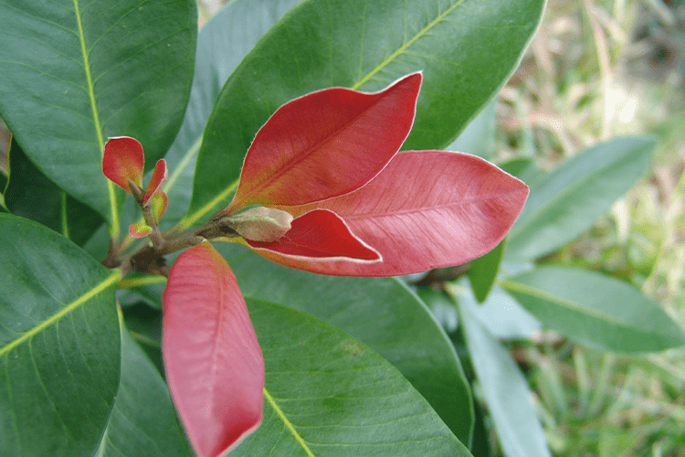 Tristaniopsis Laurina (DOW10) LUSCIOUS®