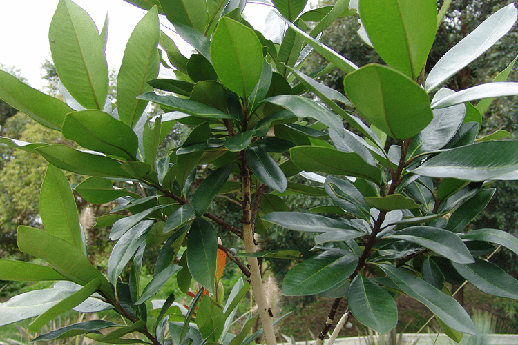 Tristaniopsis Laurina (DOW10) LUSCIOUS®