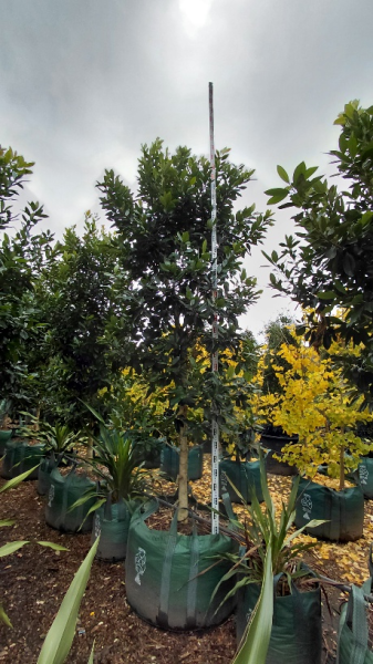Tristaniopsis Laurina (Luscious®)
