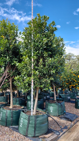 Tristaniopsis Laurina (Luscious®)