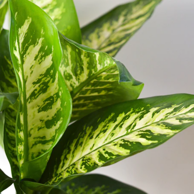 Dieffenbachia 'Snow' (Snow Dumb Cane)