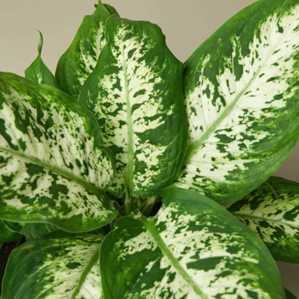 Dieffenbachia 'Snow' (Snow Dumb Cane)